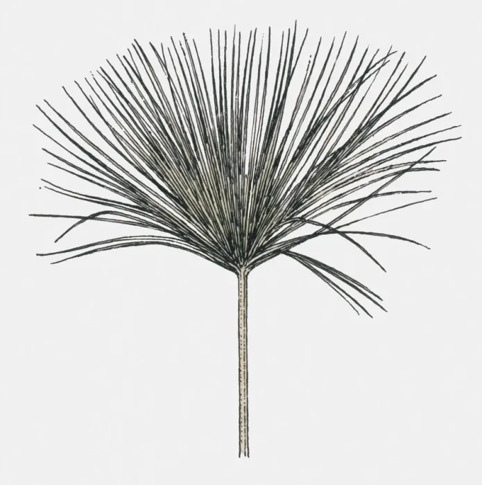 Framed Print : Black and white illustration of Cyperus papyrus (Papyrus Sedge or Paper Reed)