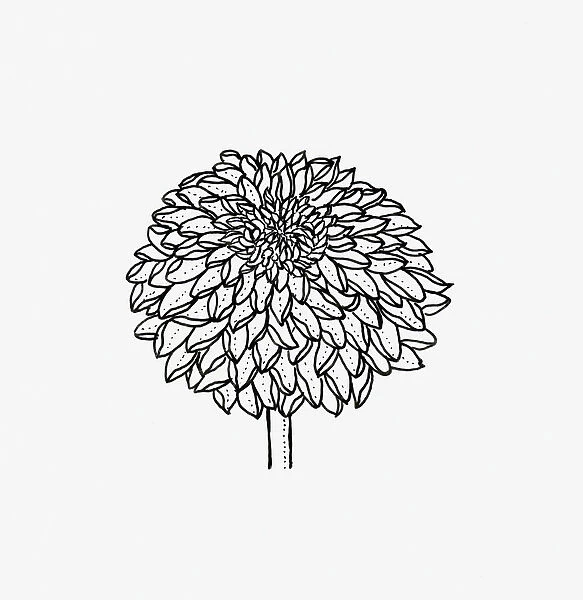Black and white illustration of decorative Chrysanthemum flower head