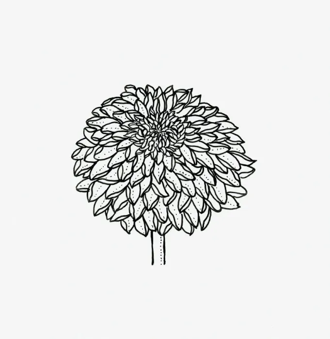 Framed Print : Black and white illustration of decorative Chrysanthemum flower head Framed Print : Black and white illustration of decorative Chrysanthemum flower head