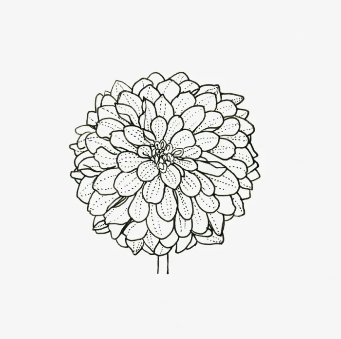 Framed Print : Black and white illustration of decorative form Dahlia flower head Framed Print : Black and white illustration of decorative form Dahlia flower head