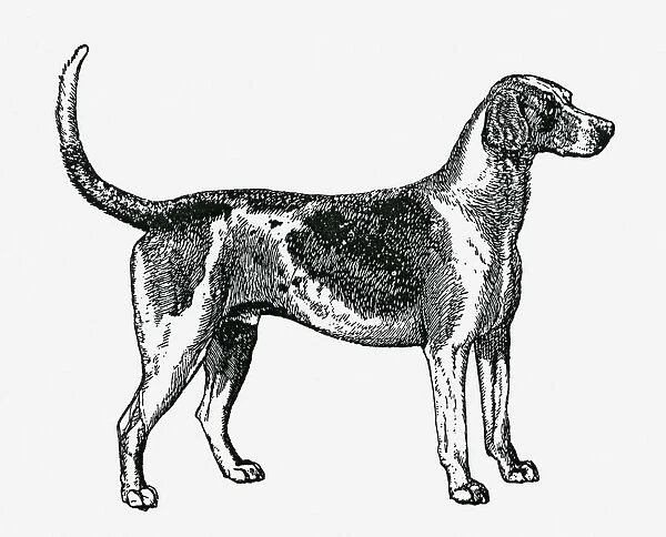 Black and white illustration of a dog