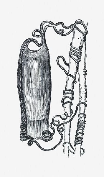 Black and white illustration of dog fish egg case tied to weed by tendrils