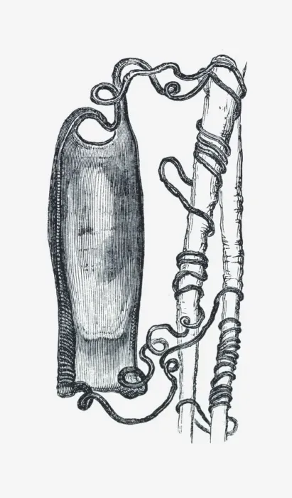 Framed Print : Black and white illustration of dog fish egg case tied to weed by tendrils Framed Print : Black and white illustration of dog fish egg case tied to weed by tendrils