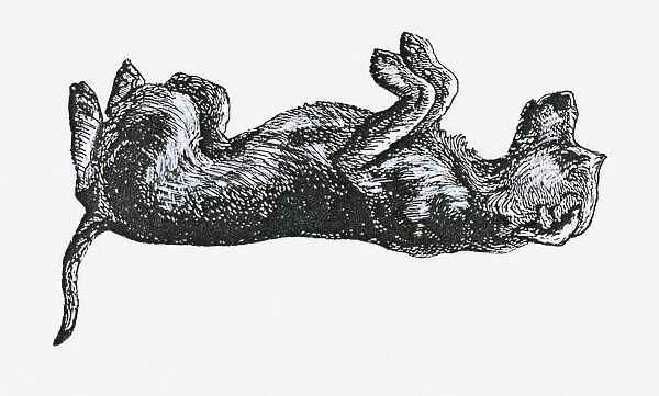 Black and white illustration of a dog in submissive position