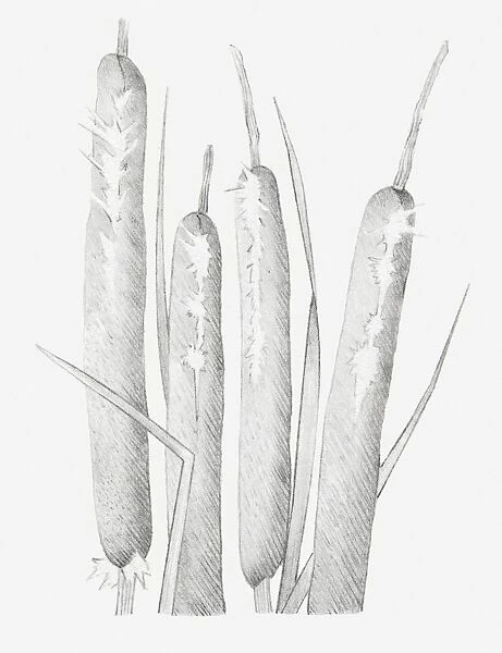 Black and white illustration of dried bulrush heads that have split