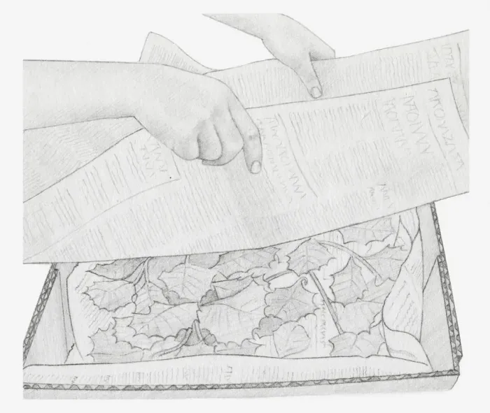 Framed Print : Black and white illustration of dried leaves in box, being covered with newspaper (storing dried plants)