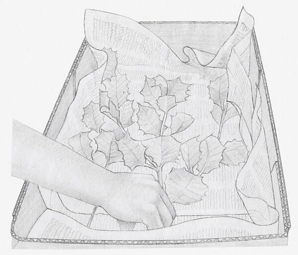 Black and white illustration of dried leaves being placed in box, on a layer of newspaper (storing dried plants)