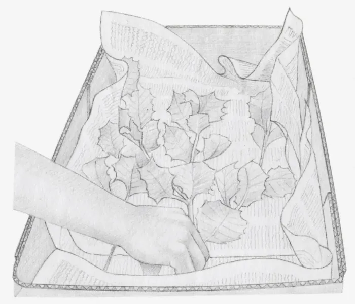 Framed Print : Black and white illustration of dried leaves being placed in box, on a layer of newspaper (storing dried plants) Framed Print : Black and white illustration of dried leaves being placed in box, on a layer of newspaper (storing dried plants)