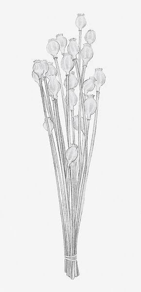 Black and white illustration of dried seed heads of Papaver sp. (Poppy)