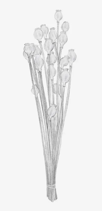 Framed Print : Black and white illustration of dried seed heads of Papaver sp. (Poppy) Framed Print : Black and white illustration of dried seed heads of Papaver sp. (Poppy)