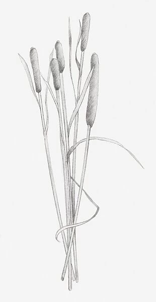 Black and white illustration of dried stems of Typha sp. (Bulrush)