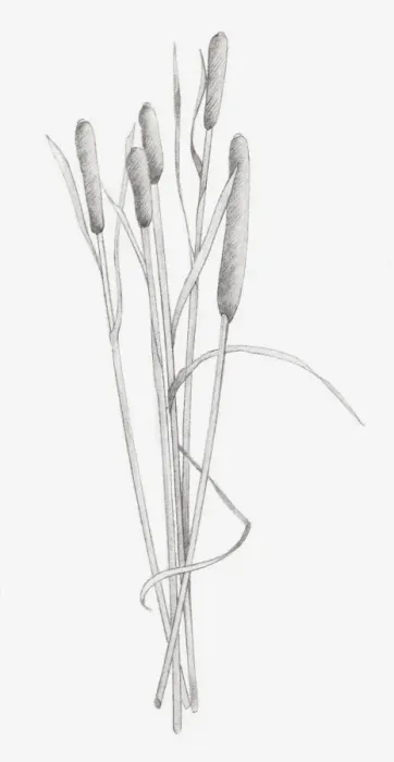 Framed Print : Black and white illustration of dried stems of Typha sp. (Bulrush) Framed Print : Black and white illustration of dried stems of Typha sp. (Bulrush)