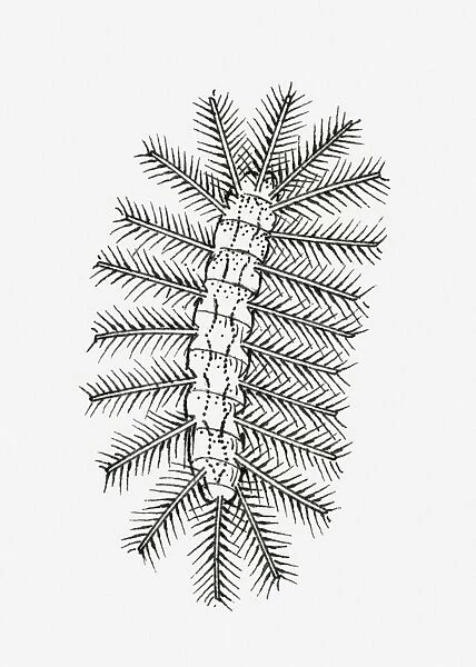 Black and white illustration of an ephydrid fly (larva)