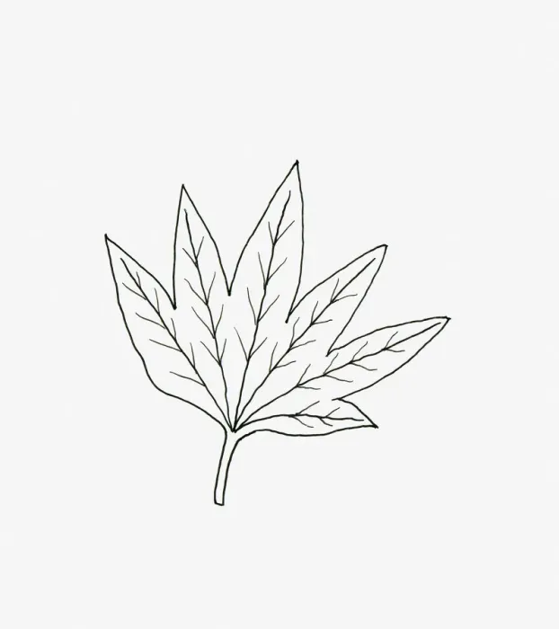 Framed Print : Black and white illustration fan-shaped Hedera (Ivy) leaf