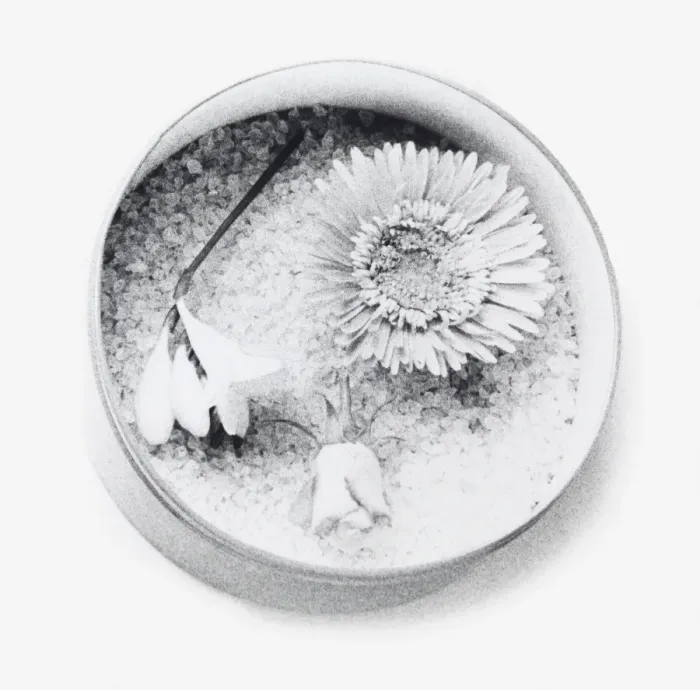 Framed Print : Black and white illustration of flowers dried using silica gel (drying flowers using desiccant) Framed Print : Black and white illustration of flowers dried using silica gel (drying flowers using desiccant)