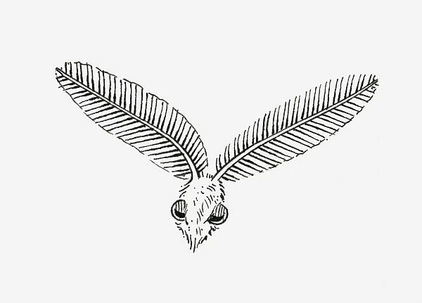 Black and white illustration of a flying winged insect