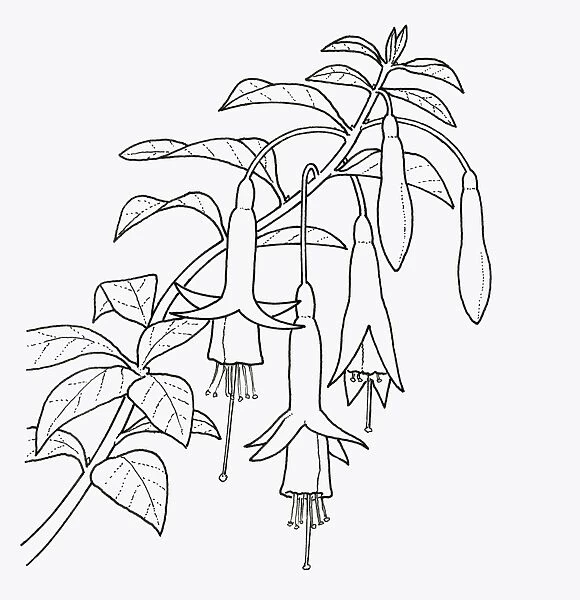 Black and white illustration of Fuchsia magellanica (Fuchsia), close-up
