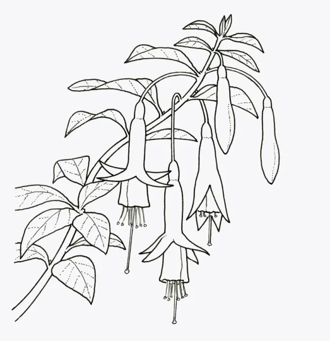 Framed Print : Black and white illustration of Fuchsia magellanica (Fuchsia), close-up Framed Print : Black and white illustration of Fuchsia magellanica (Fuchsia), close-up