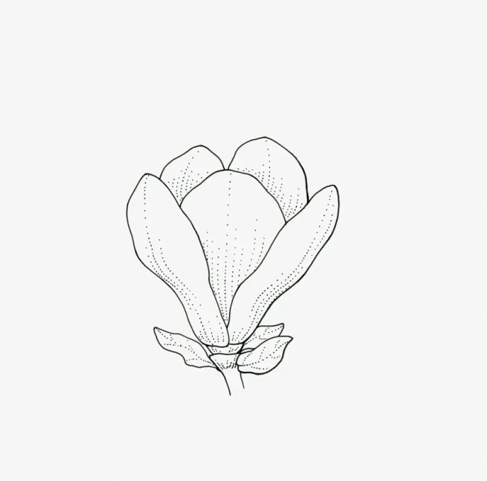 Framed Print : Black and white illustration of goblet-shaped Magnolia flower head Framed Print : Black and white illustration of goblet-shaped Magnolia flower head