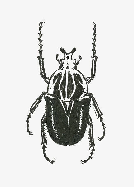 Black and white illustration of a goliath beetle