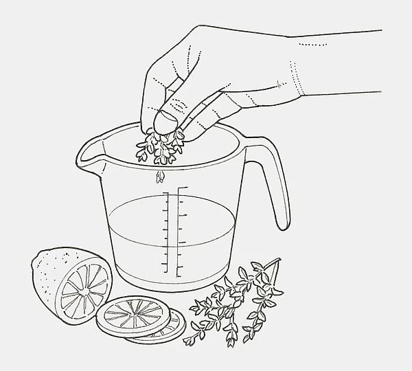 Black and white illustration of hand adding thyme to heatproof jug of water, slices of lemon and sprigs of thyme nearby (making a deodorizer)