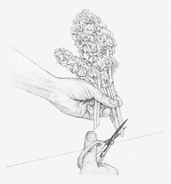Black and white illustration of hand cutting the ends of Moluccella stems at a sharp upward angle (preserving flowers)