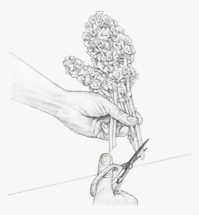 Framed Print : Black and white illustration of hand cutting the ends of Moluccella stems at a sharp upward angle (preserving flowers) Framed Print : Black and white illustration of hand cutting the ends of Moluccella stems at a sharp upward angle (preserving flowers)