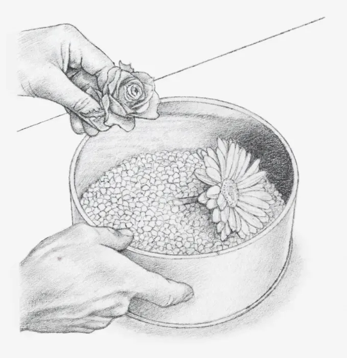 Framed Print : Black and white illustration of hand placing flower heads, wired or with short stalks, on bed of silica gel crystals (drying flowers using desiccant) Framed Print : Black and white illustration of hand placing flower heads, wired or with short stalks, on bed of silica gel crystals (drying flowers using desiccant)