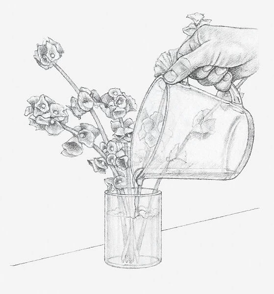 Black and white illustration of hand pouring glycerine and water mixture in vase containing Moluccella stems (preserving flowers)