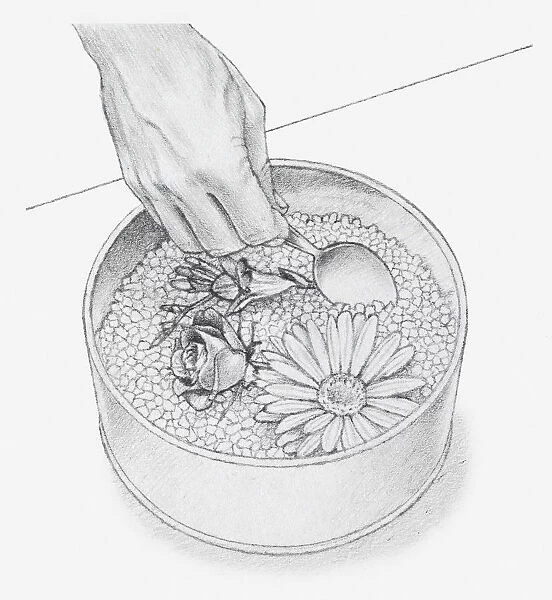 Black and white illustration of hand using spoon to cover flower heads with silica gel crystals (drying flowers using desiccant)