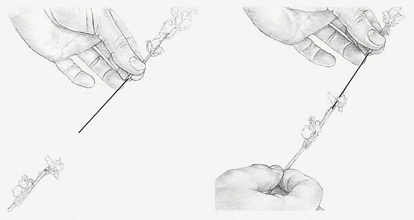 Black and white illustration of hands connecting to sections of a stem using a piece of stub wire (wiring flowers)