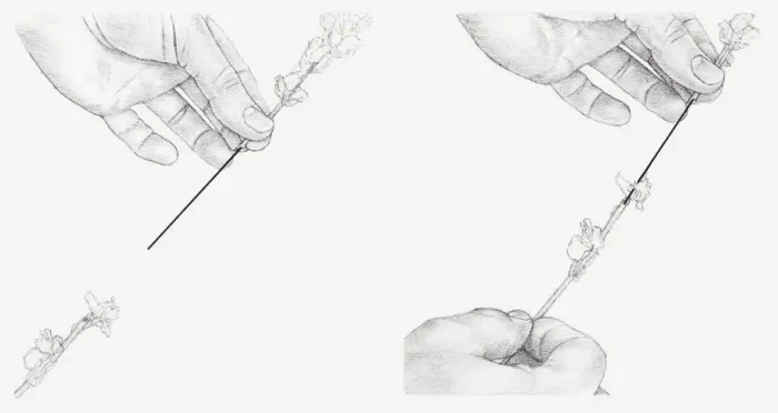 Framed Print : Black and white illustration of hands connecting to sections of a stem using a piece of stub wire (wiring flowers) Framed Print : Black and white illustration of hands connecting to sections of a stem using a piece of stub wire (wiring flowers)
