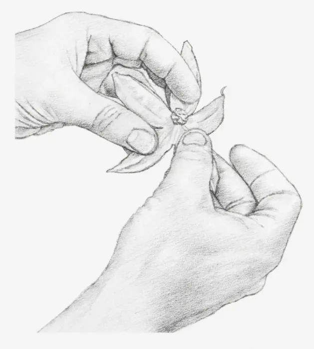 Framed Print : Black and white illustration of hands opening a physalis flower, pulling down the segments created by cutting (drying flowers) Framed Print : Black and white illustration of hands opening a physalis flower, pulling down the segments created by cutting (drying flowers)