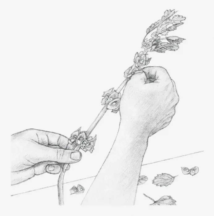 Framed Print : Black and white illustration of hands removing leaves and bracts from Moluccella stem (preserving flowers) Framed Print : Black and white illustration of hands removing leaves and bracts from Moluccella stem (preserving flowers)