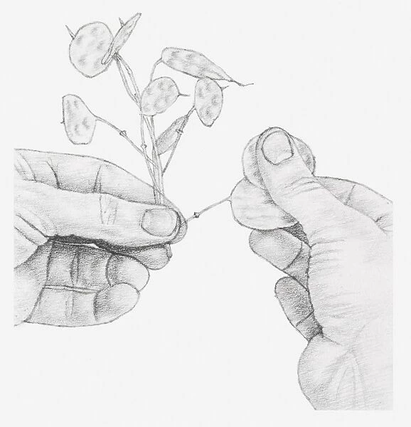 Black and white illustration of hands rubbing away the outer casings of an honesty seed head, to expose the silver centre filaments