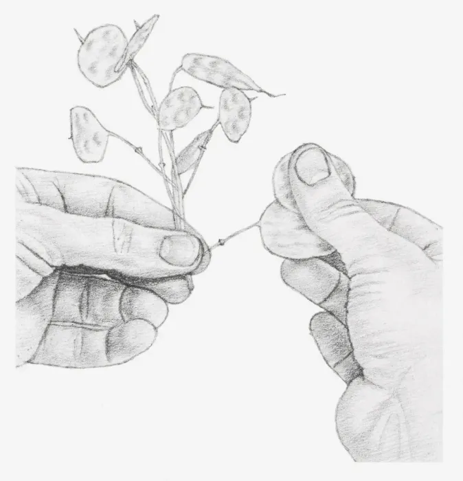 Framed Print : Black and white illustration of hands rubbing away the outer casings of an honesty seed head, to expose the silver centre filaments Framed Print : Black and white illustration of hands rubbing away the outer casings of an honesty seed head, to expose the silver centre filaments