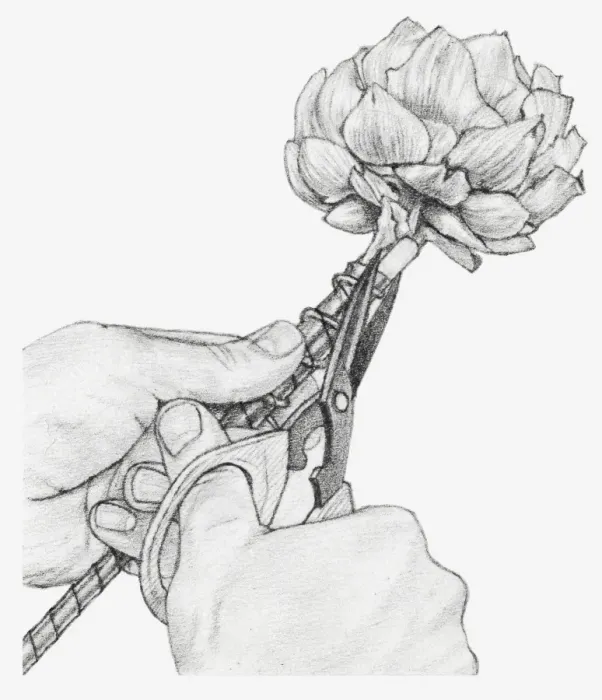 Framed Print : Black and white illustration of hands wiring a dried globe artichoke, using a cane placed against the stem, cutting off the top of the cane Framed Print : Black and white illustration of hands wiring a dried globe artichoke, using a cane placed against the stem, cutting off the top of the cane