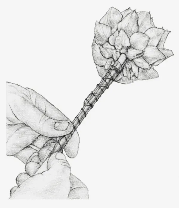 Framed Print : Black and white illustration of hands wiring a dried globe artichoke, using a cane placed against the stem