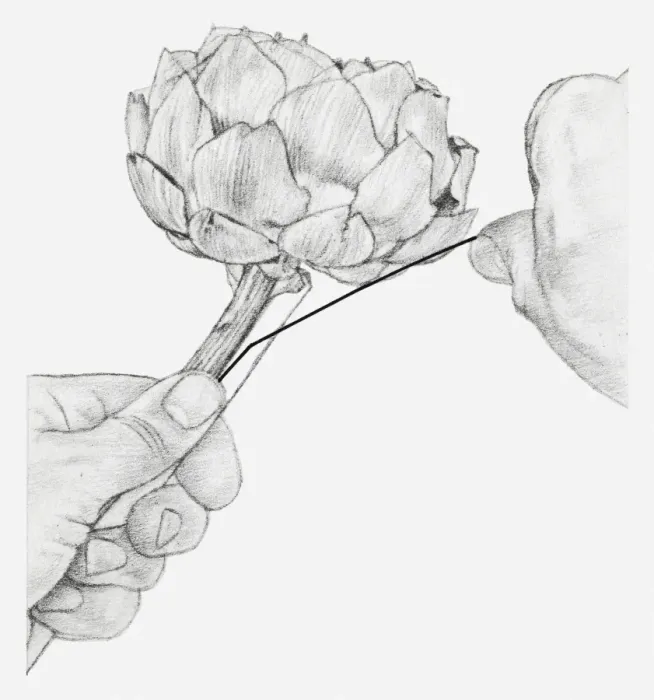 Framed Print : Black and white illustration of hands wiring a dried globe artichoke, with a piece of cane placed against the stem