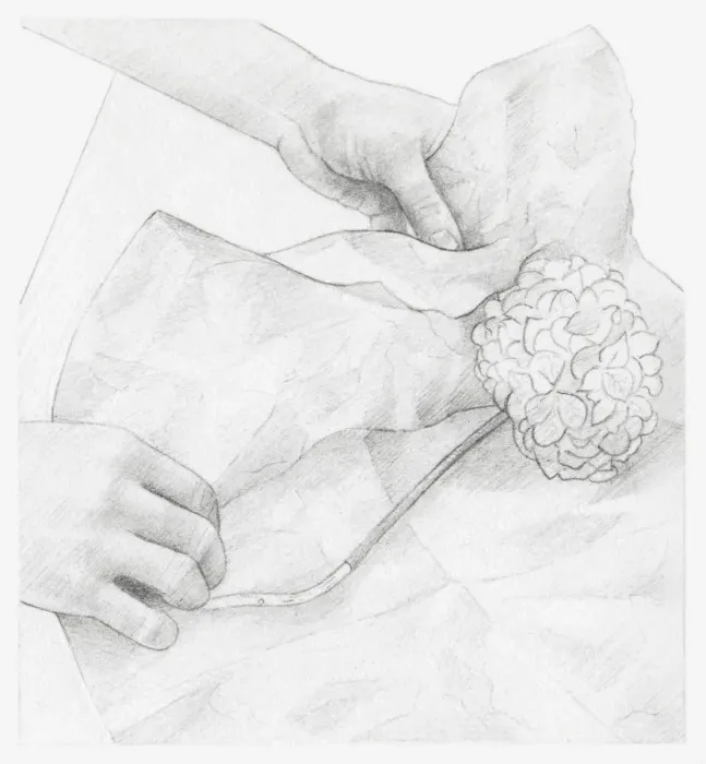 Framed Print : Black and white illustration of hands wrapping dried hydrangea flower in tissue paper (storing dried flowers) Framed Print : Black and white illustration of hands wrapping dried hydrangea flower in tissue paper (storing dried flowers)