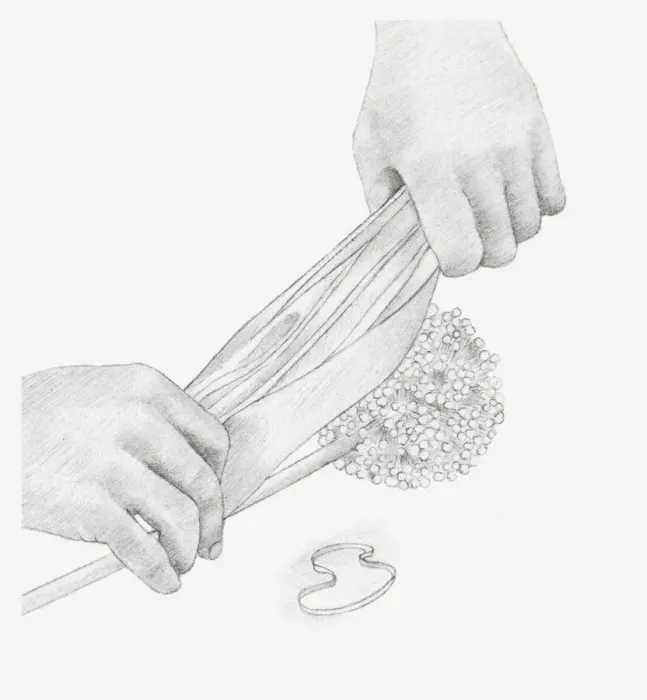 Framed Print : Black and white illustration of hands wrapping a dried onion seed head in tissue paper (storing dried flowers) Framed Print : Black and white illustration of hands wrapping a dried onion seed head in tissue paper (storing dried flowers)