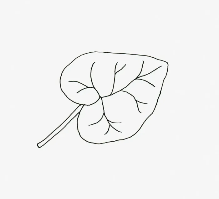 Framed Print : Black and white illustration of heart shaped Hedera (Ivy) leaf Framed Print : Black and white illustration of heart shaped Hedera (Ivy) leaf