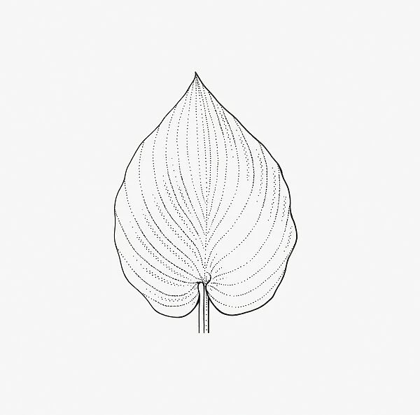 Black and white illustration of heart-shaped Hosta leaf