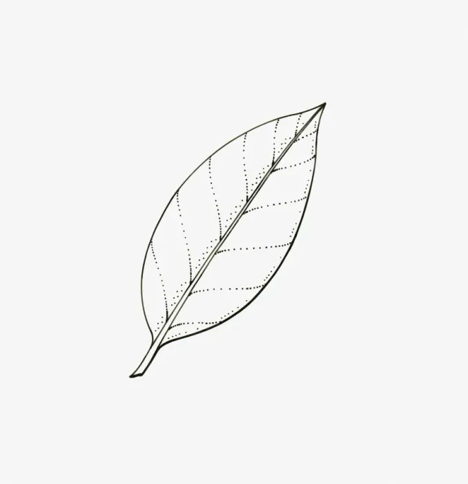 Framed Print : Black and white illustration of Ilex (Holly) leaf with entire margins