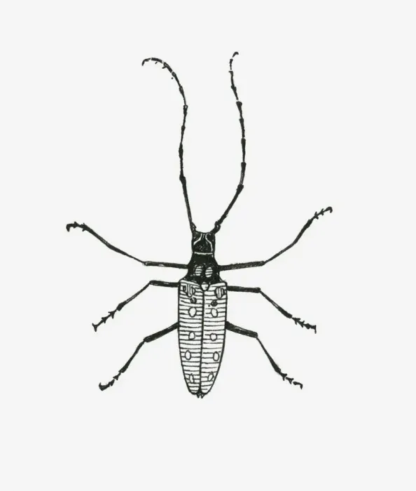 Framed Print : Black and white illustration of insect with antennae