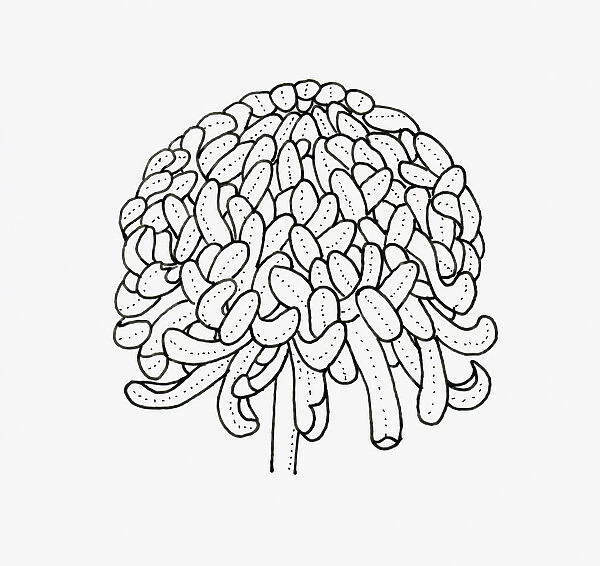 Black and white illustration of irregular incurve Chrysanthemum flower head