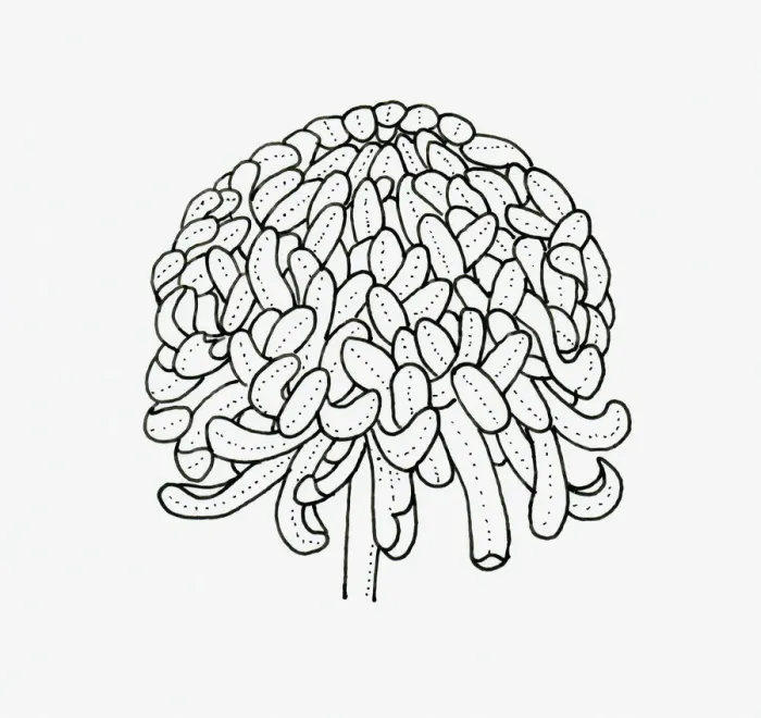 Framed Print : Black and white illustration of irregular incurve Chrysanthemum flower head Framed Print : Black and white illustration of irregular incurve Chrysanthemum flower head
