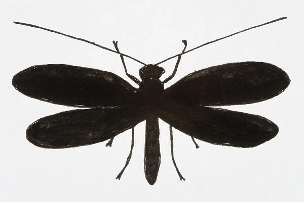 Black and white illustration of Lacewing (Neuroptera)