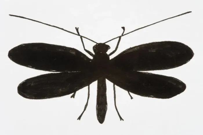 Framed Print : Black and white illustration of Lacewing (Neuroptera) Framed Print : Black and white illustration of Lacewing (Neuroptera)