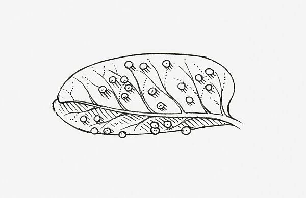 Black and white illustration of a leaf covered in insect eggs